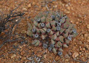 گیاهان قاچاق