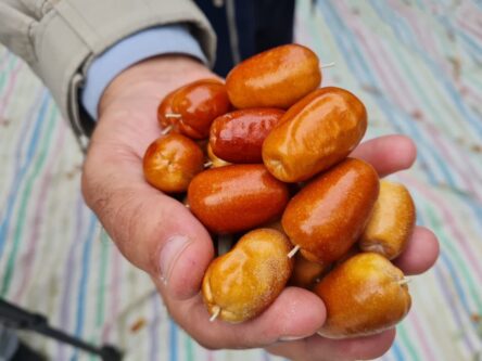سنجد