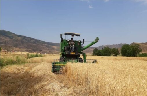 آغاز برداشت ۸ هزار هکتار گندم در شهرستان خداآفرین