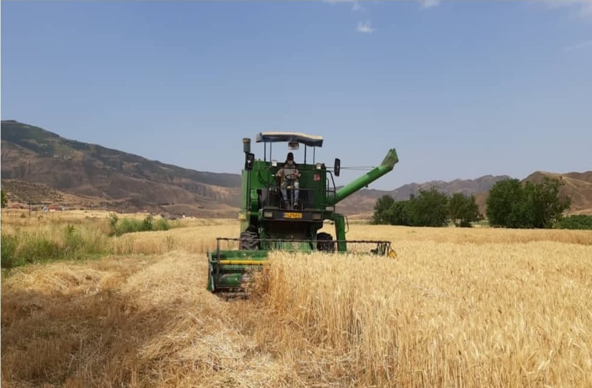 آغاز برداشت ۸ هزار هکتار گندم در شهرستان خداآفرین