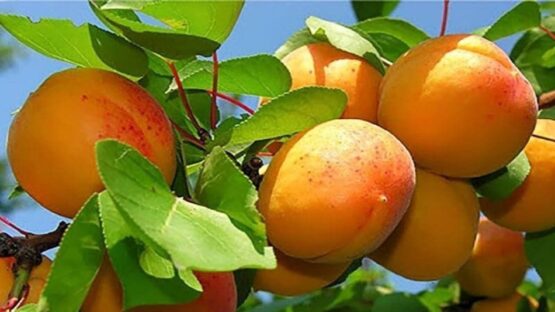 آغاز برداشت سه هزار تن زردآلو در مراغه