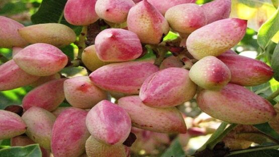 یامچی قطب تولید پسته در آذربایجان شرقی