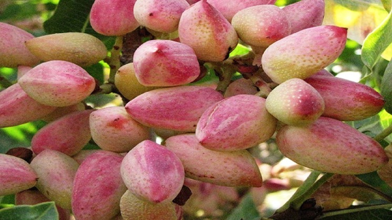 یامچی قطب تولید پسته در آذربایجان شرقی