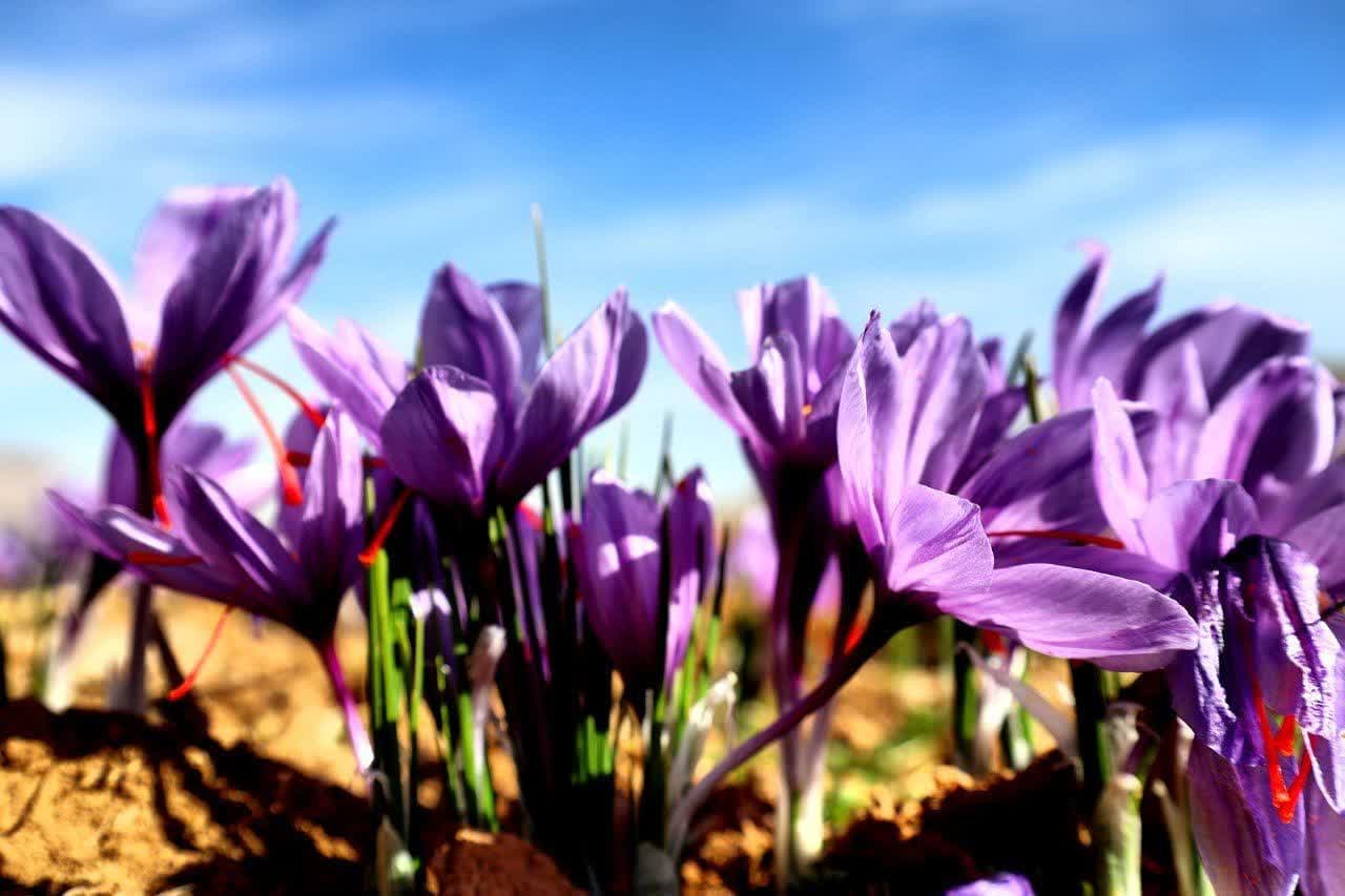 تولید ۳ تن زعفران در استان آذربایجان شرقی