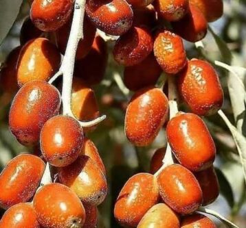 آذربایجان شرقی رتبه نخست کشور در تولید سنجد