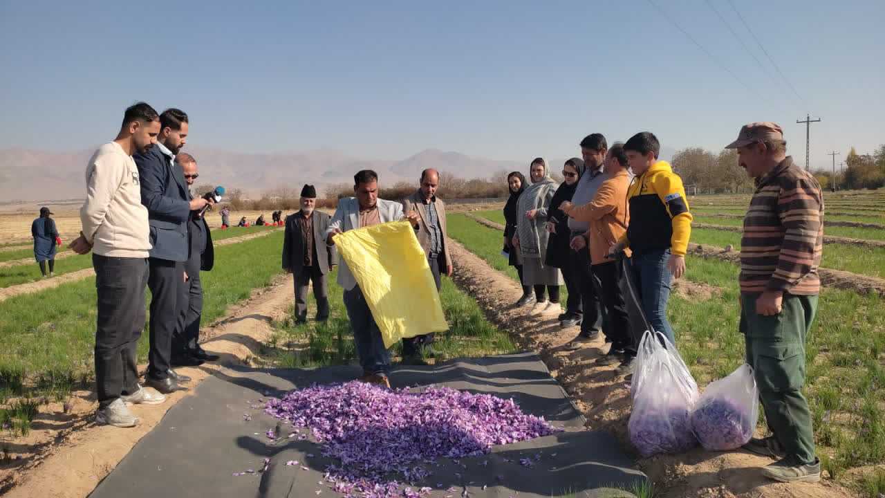 برداشت 1.9 تن زعفران از مزارع شهرستان مرند