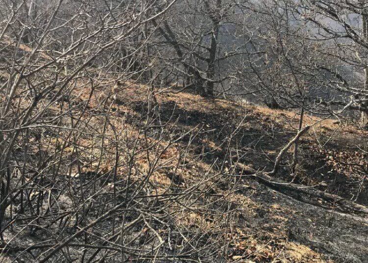 گزارشی از خط مقدم مهار آتش دیزمار