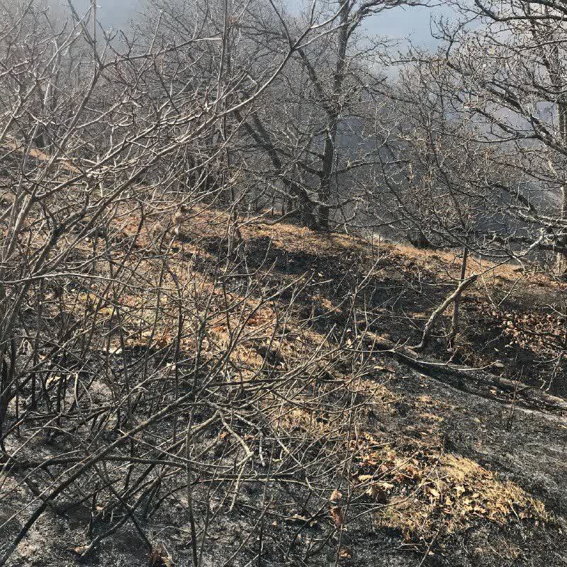 گزارشی از خط مقدم مهار آتش دیزمار