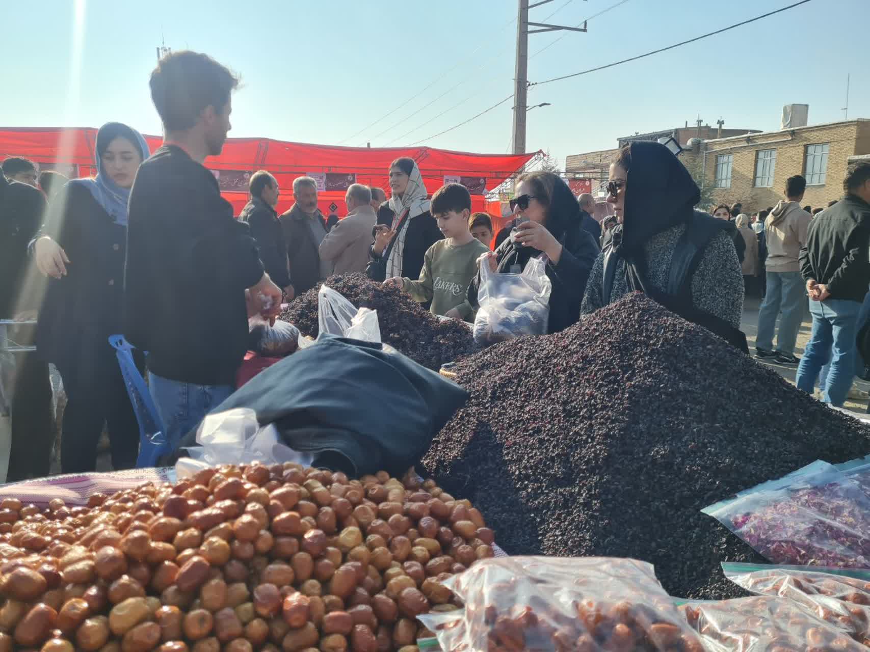 رشد کشت زرشک سیاه در آذربایجان شرقی