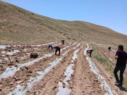 همزمان با روز جهانی خاک؛ ضربالاجل جهاد کشاورزی برای پاکسازی مزارع از پلاستیک