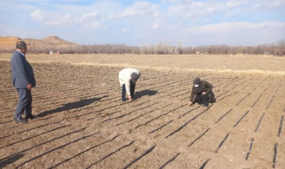 کشت پاییزه سیر در ۳۵۵ هکتار از اراضی کشاورزی آذربایجان شرقی
