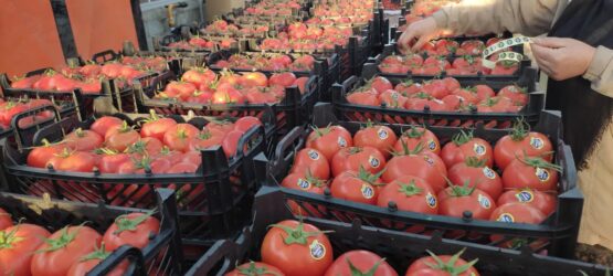 مرند الگوی موفق کشت گلخانه‌ای در کشور