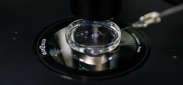 فریز و تعیین جنسیت جنین، راهکاری برای باروری هدفمند