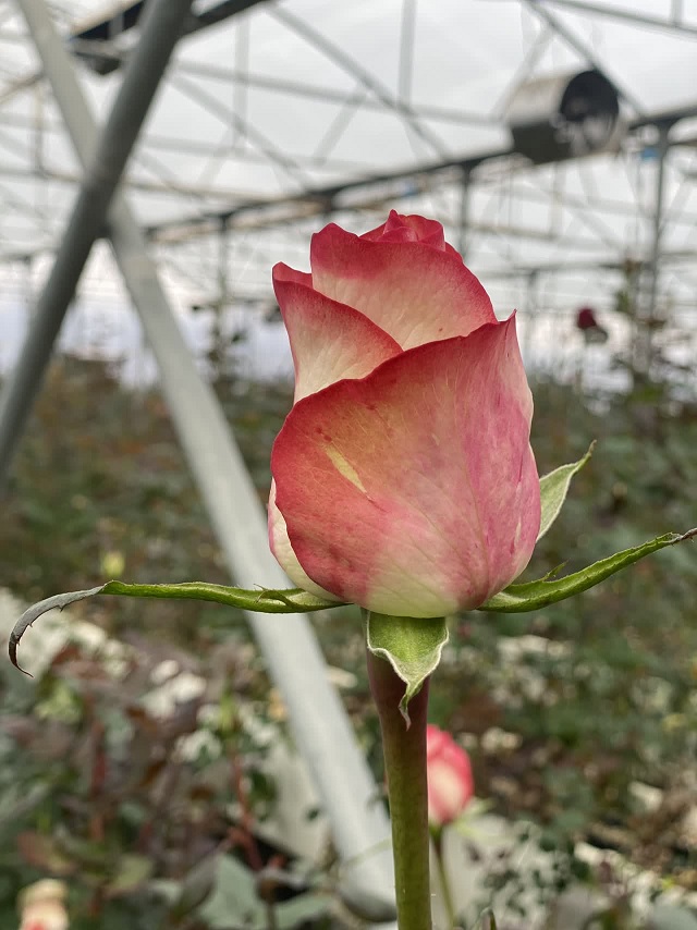 توسعه صنعت گل و گیاه زینتی در آذربایجان شرقی شتاب می‌گیرد