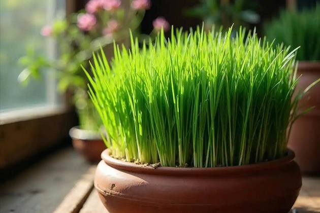 سبزه؛ تجلی زندگی، زیبایی و طراوت