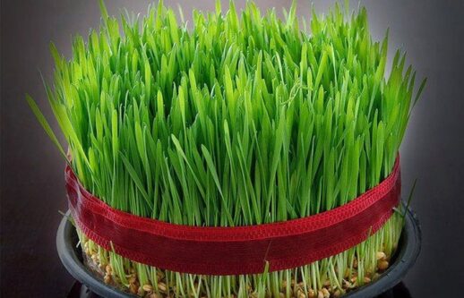 سبزه نوروز؛ سنتی که باید آگاهانه حفظ شود