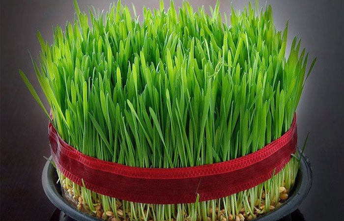 سبزه نوروز؛ سنتی که باید آگاهانه حفظ شود