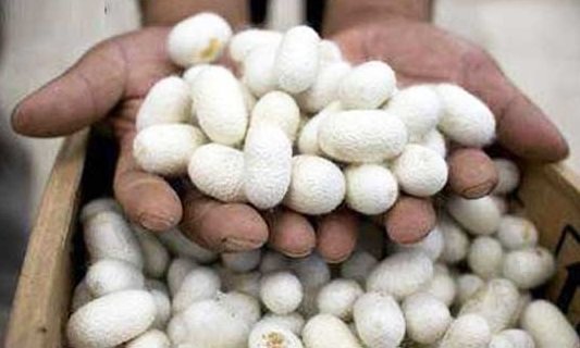 توزیع ۱۳۵ جعبه تخم نوغان حمایتی/ پیش‌بینی تولید ۴.۵تن پیله‌ تر نوغانداری در آذربایجان‌شرقی