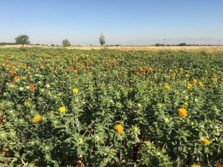 پژوهشگران آذربایجان شرقی دو رقم جدید گلرنگ پرمحصول و باکیفیت را معرفی کردند