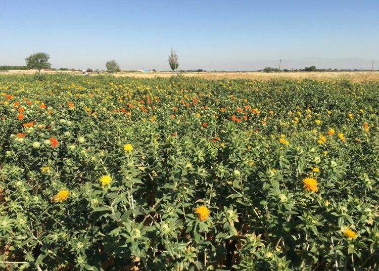 پژوهشگران آذربایجان شرقی دو رقم جدید گلرنگ پرمحصول و باکیفیت را معرفی کردند