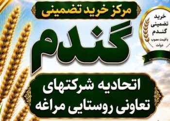 از سرگیری خرید تضمینی گندم در اتحادیه تعاون روستایی مراغه پس از سال ها وقفه