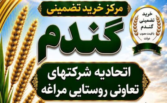 از سرگیری خرید تضمینی گندم در اتحادیه تعاون روستایی مراغه پس از سال ها وقفه