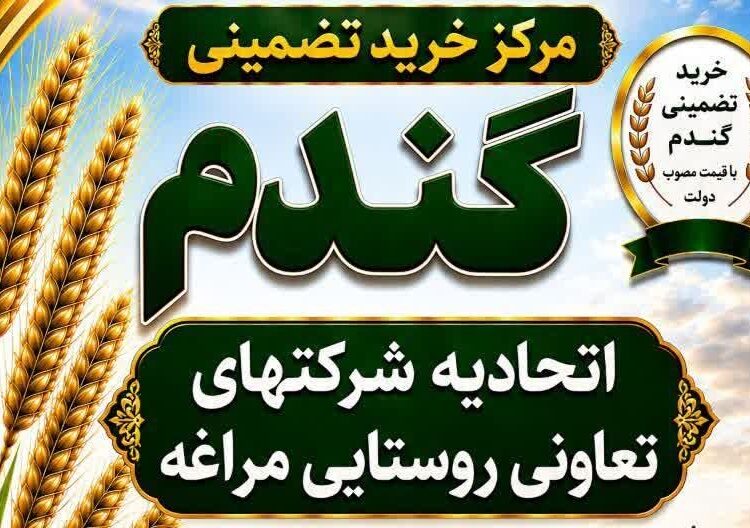 از سرگیری خرید تضمینی گندم در اتحادیه تعاون روستایی مراغه پس از سال ها وقفه