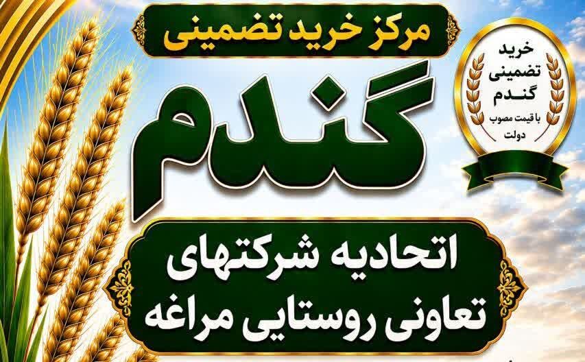 از سرگیری خرید تضمینی گندم در اتحادیه تعاون روستایی مراغه پس از سال ها وقفه
