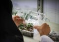 آزمایشگاه تولید پایههای درختان میوه در دانشگاه مراغه راه اندازی شد