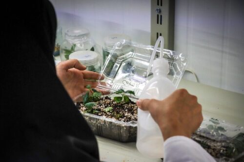 آزمایشگاه تولید پایههای درختان میوه در دانشگاه مراغه راه اندازی شد